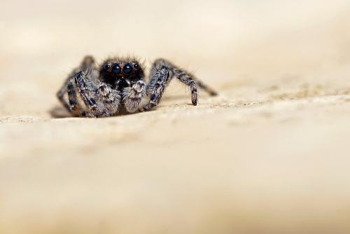 Menemerus taeniatus
